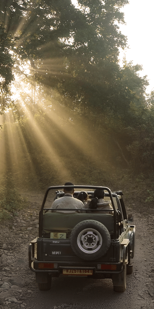  Sunlight filtering through trees in a forest, illuminating a utility vehicle on a dirt road  at The Golden Tusk, Jim Corbett