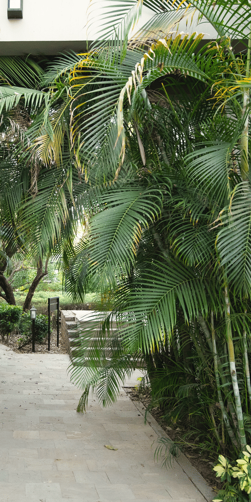  path through dense, tropical-looking trees and foliage at The Golden Tusk, Jim Corbett