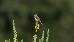Sparrow sitting on a shrub with flowers