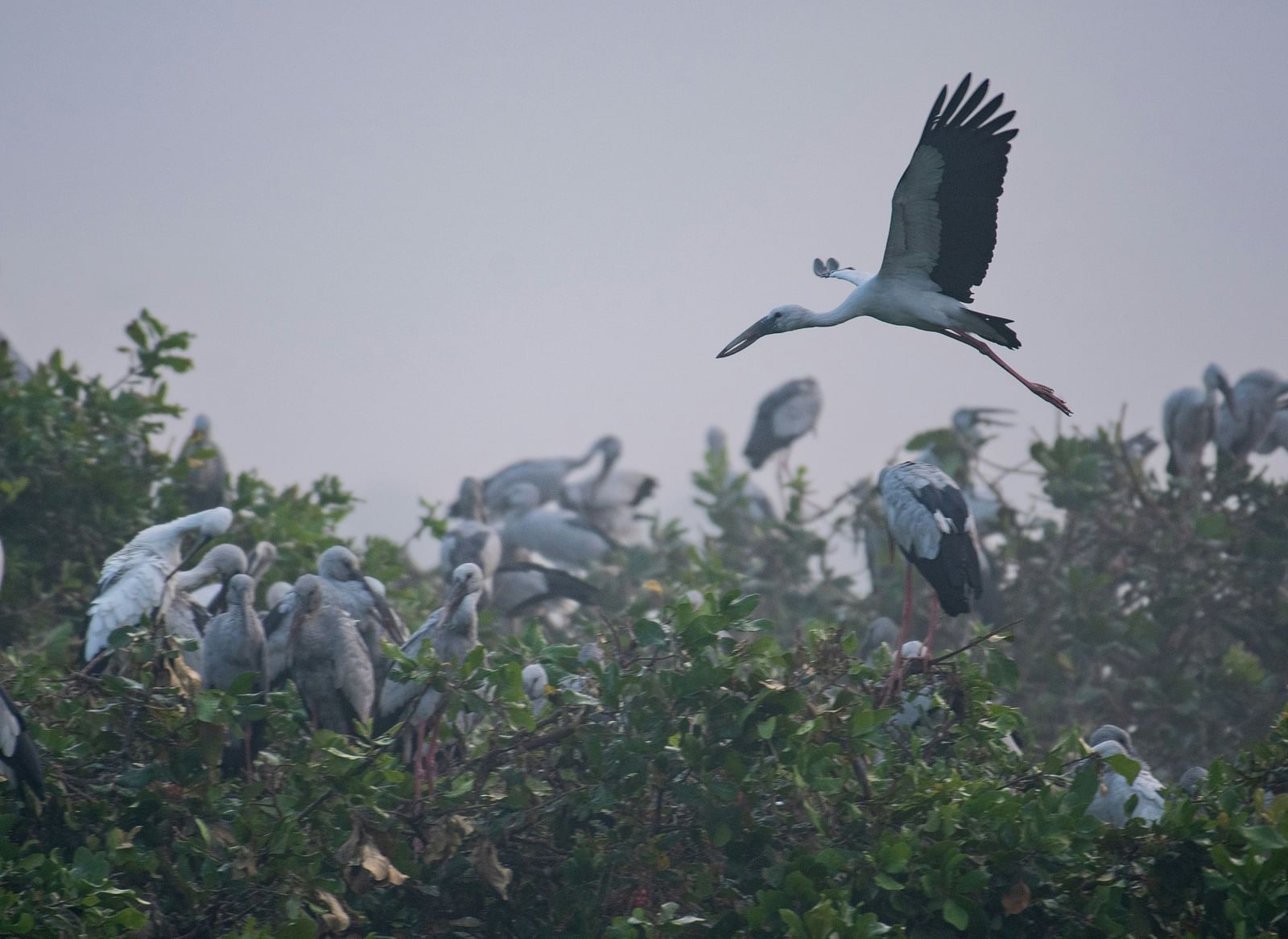 A flock of birds perched and flying around treetops in a bird sanctuary.
