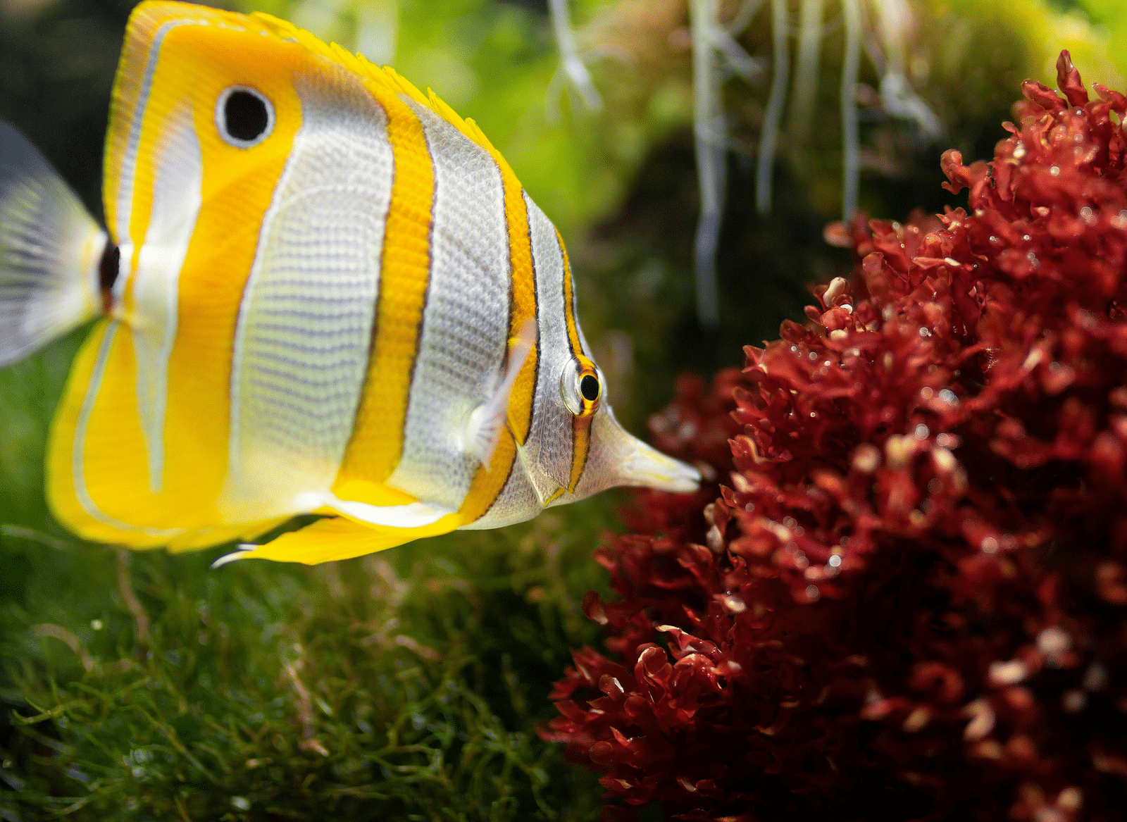 A fish swimming near water plants.