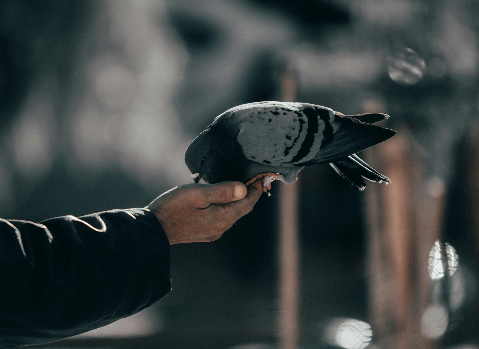 pexels-khaled-hamoud-1740481-6558185