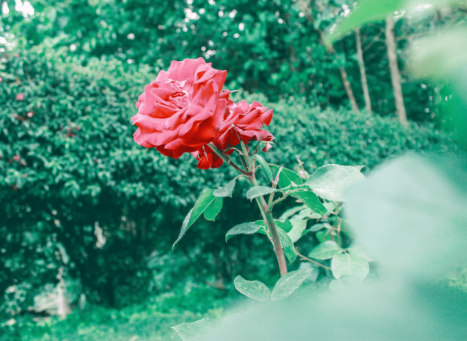 pexels-khaledreese-752892