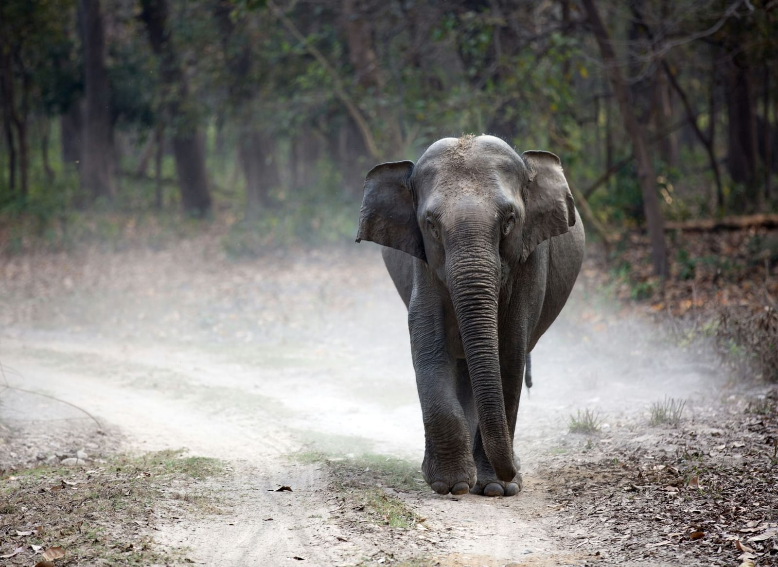 Elephant walking along a misty forest path with trees in the background.