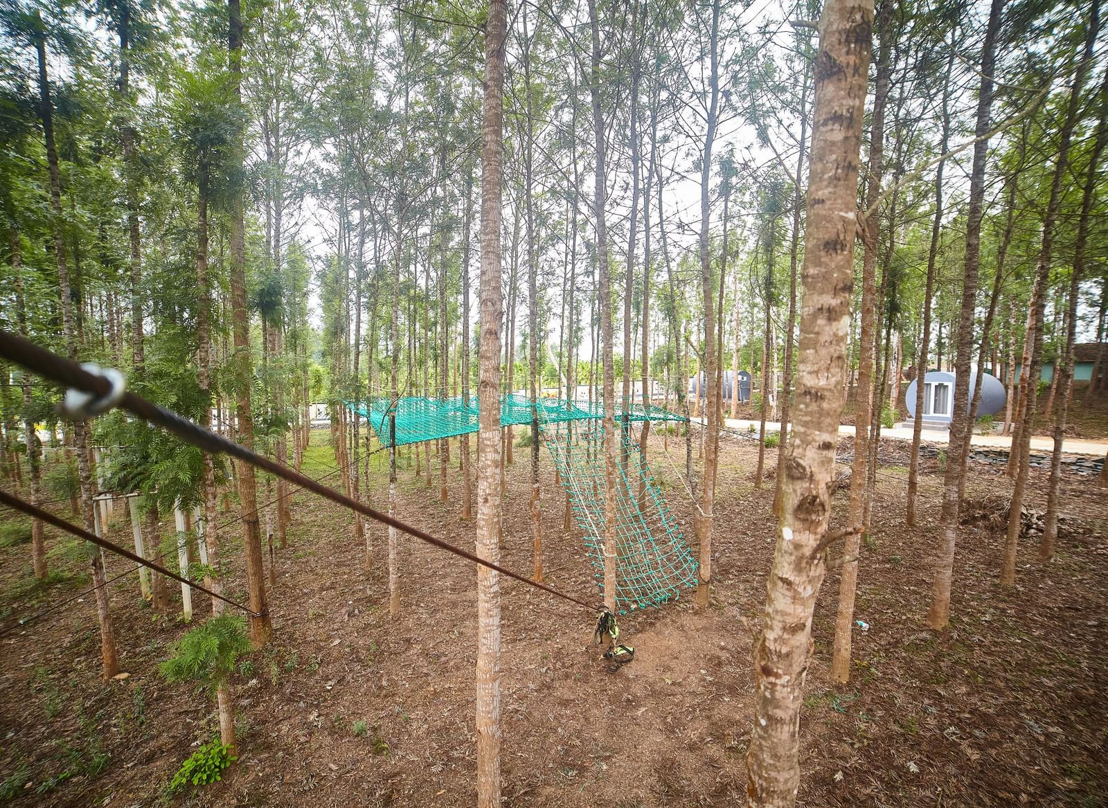 A zipline or adventure course with ropes and harnesses, set amidst a dense grouping of tall, slender trees. - Vintage Trails by Ilara