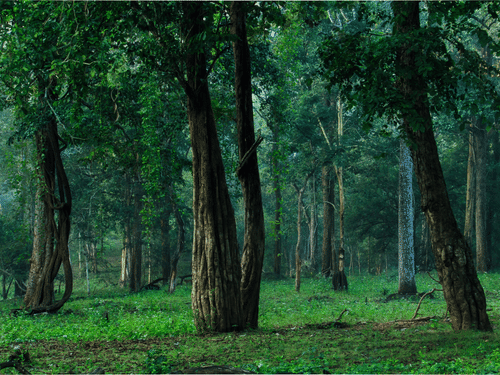 A forest area with tall trees, green ground cover, and dense vegetation spread across the woodland floor.