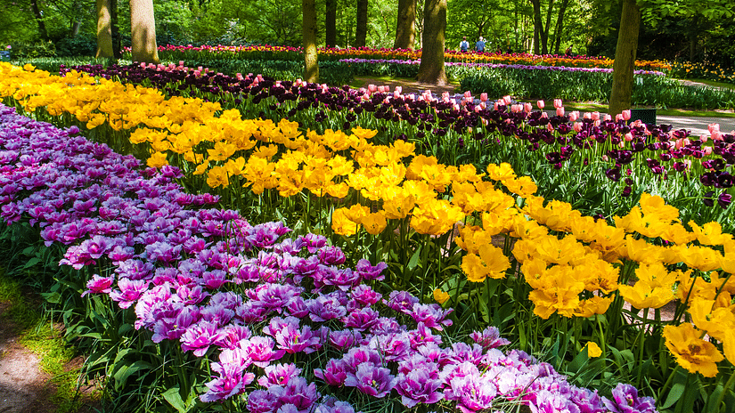 tulip-field-keukenhof-flower-garden-lisse-netherlands-holland