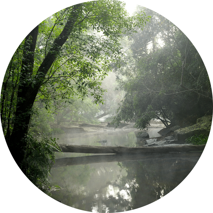 Misty river flowing through a densely thick forest.