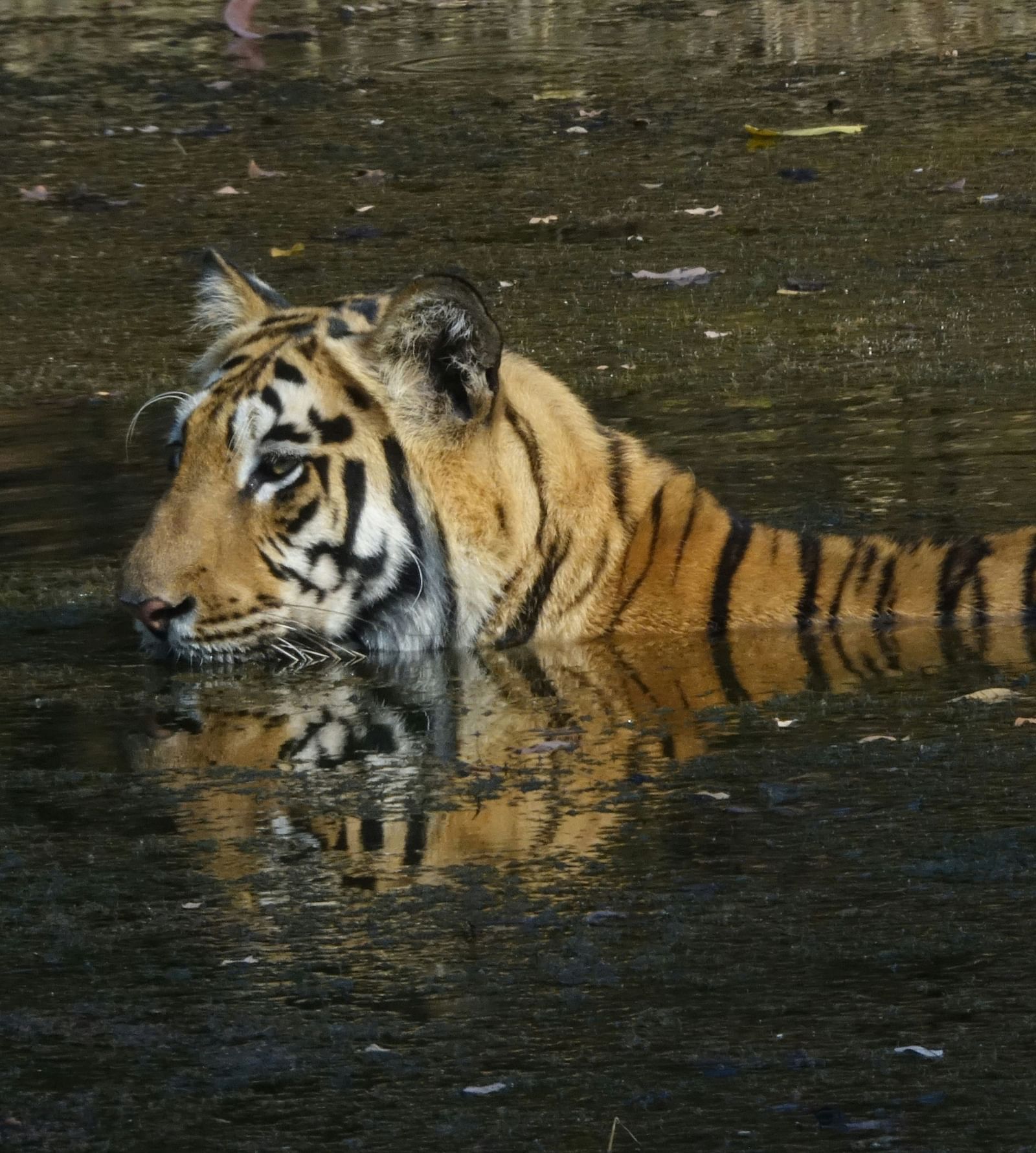 A close up shot of a tiger swimming in a water body.