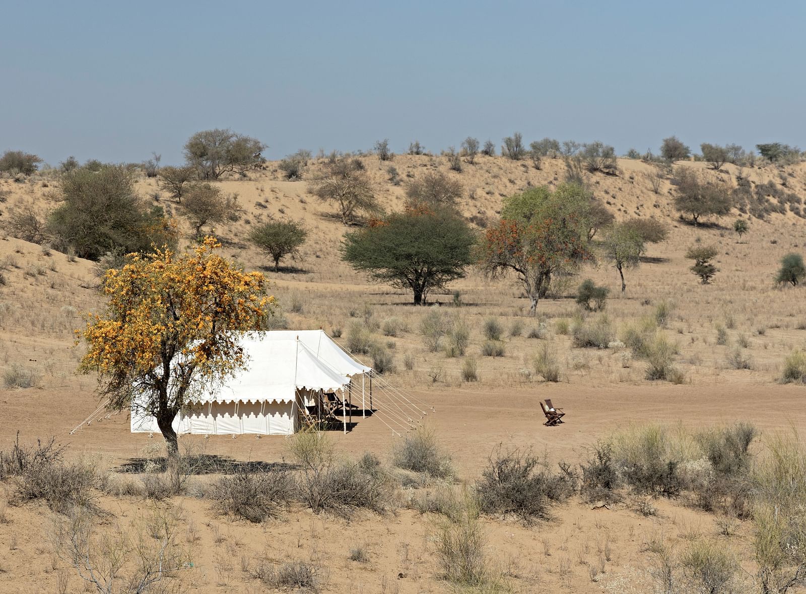 An image of a desert region with two tents set up for camping, camels, a jeep and few trees around - MANVAR Resort & Desert Camp