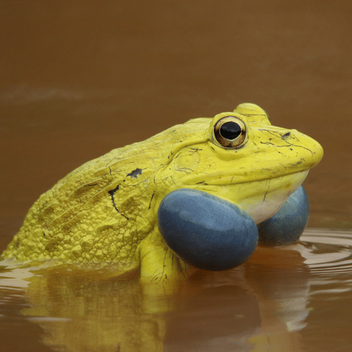image of a yellow frog