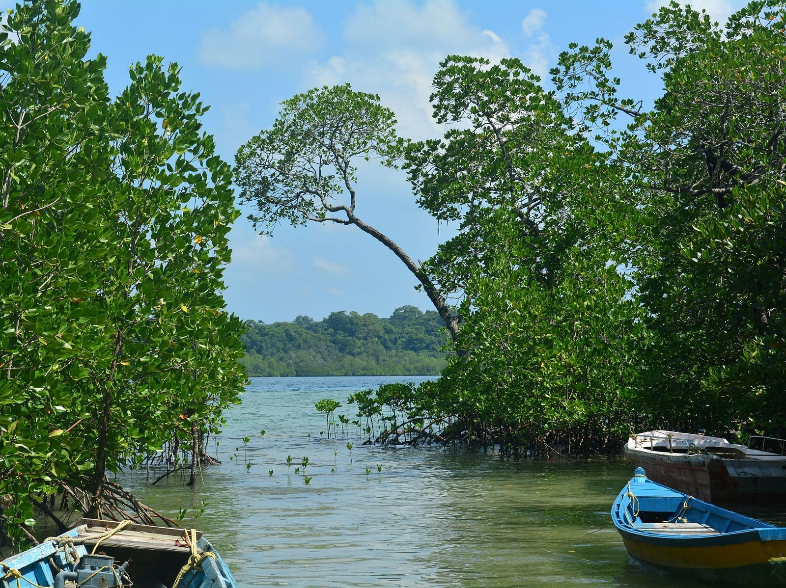An image of boats in a mangrove forest