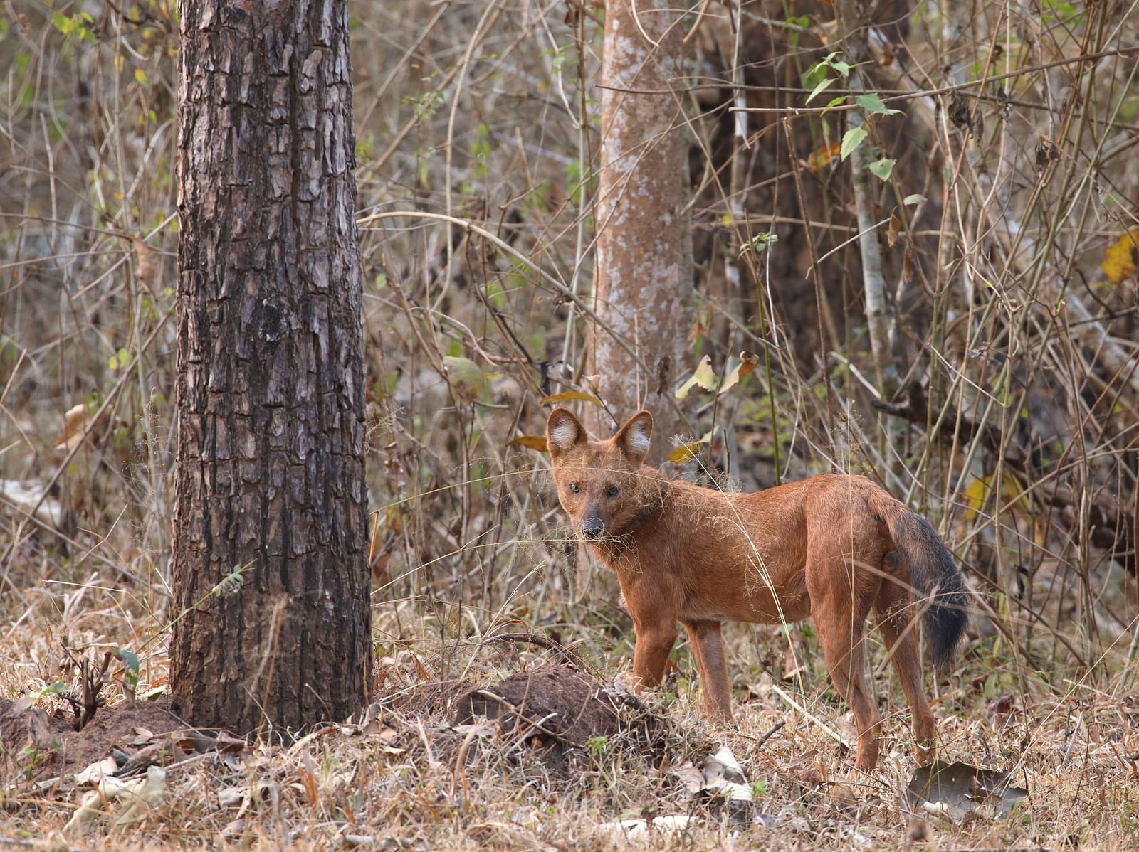 Kabini Deccan Discovery awiiwq