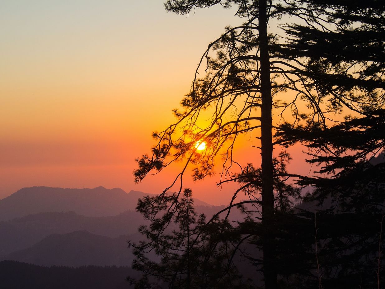 silhouette of tree during sunset