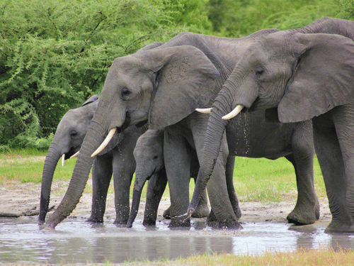 A herd of elephants gathered at the edge of a muddy waterhole, drinking water with trees in the background.
