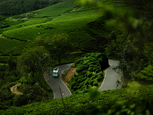 A bus drives along a winding asphalt road through lush, terraced tea plantations on a misty mountain slope.