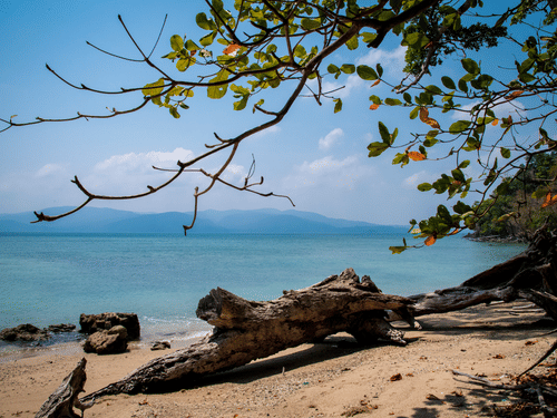 A barren trunk of a tree on the sand of a sea beach