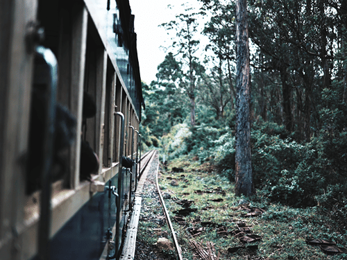 The Ooty Toy Train winds through a lush forest, with the railway tracks curving gently through the Nilgiri hills.