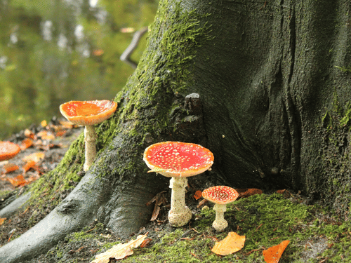 Vibrant red toadstools with white spots grow at the base of a moss-covered tree trunk in a leafy woodland setting.
