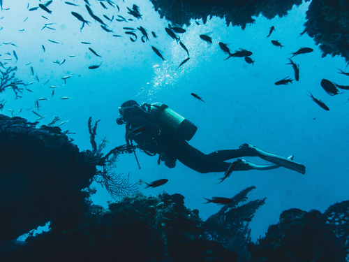 Scuba diver exploring coral reef and surrounded by school of fish.
