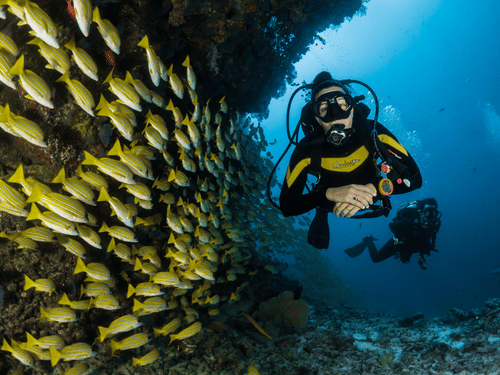 A person scuba diving with coral reefs at the bottom and a school of fishes next to him, another person also seen scuba diving behind him.