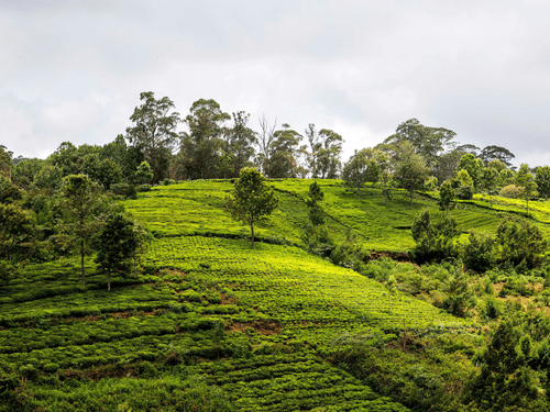 A beautiful tea estate with several trees along with a cloudy sky in the background.