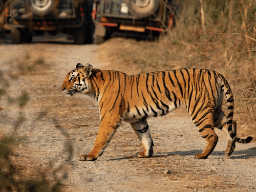A Bengal Tiger crossing a trail on a sunny day