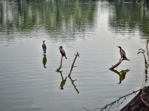 Birds perched on branches that are underwater