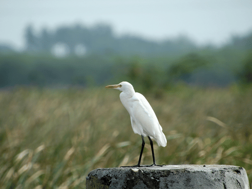 A view of a Cattle Egret perched on a tree stump with a farmland in front of it, as seen during day time.