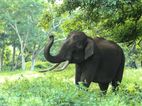 An elephant standing in a grassy forest area with trees and plants around it.
