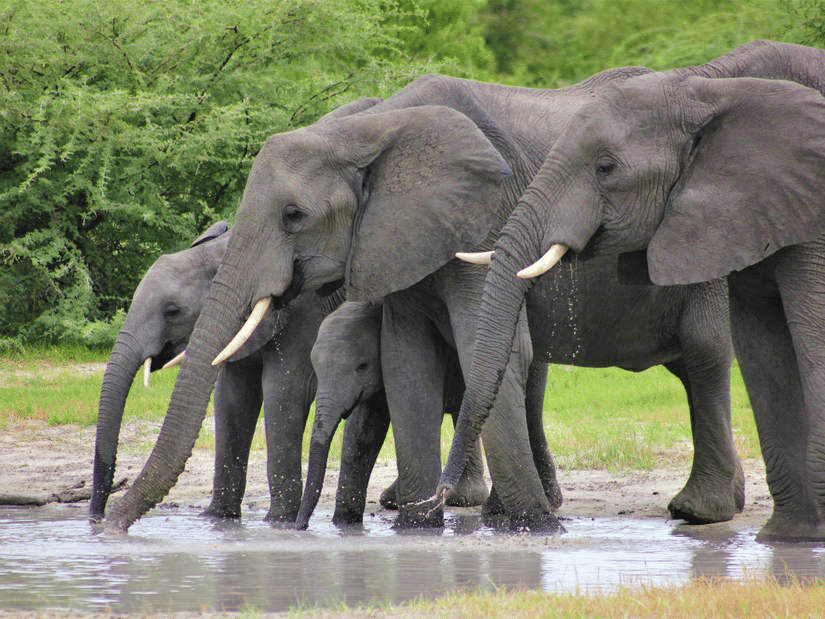 A herd of elephants gathered at the edge of a muddy waterhole, drinking water with trees in the background.