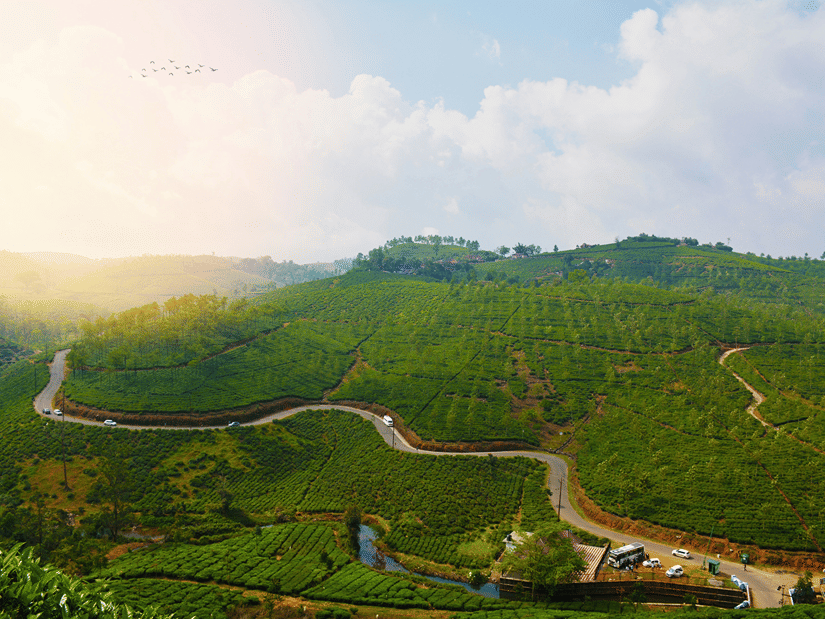 An aerial view of Vamagon's tea estates on the mountain side with the sun shining on the left had side. These tea estates are one of the places to see in Vagamon.