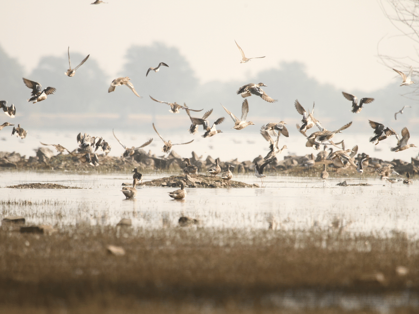 A flock of birds taking flight in every direction from the lake, set against a backdrop of lush trees.