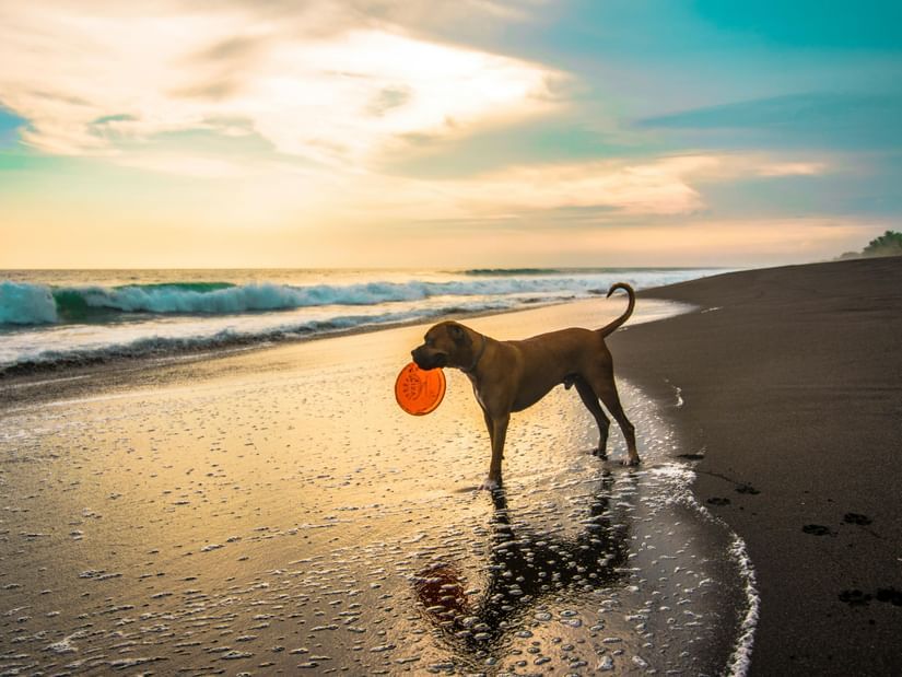 A tan dog with an orange frisbee in its mouth stands in the shallow waves on a dark sand beach at sunset.