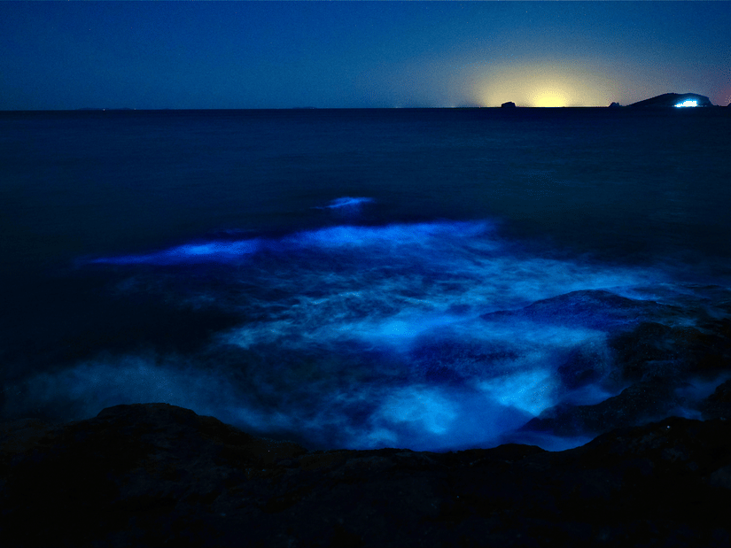 Blue glowing bioluminescent water near a rocky shoreline at night, reflecting softly under the dark sky.