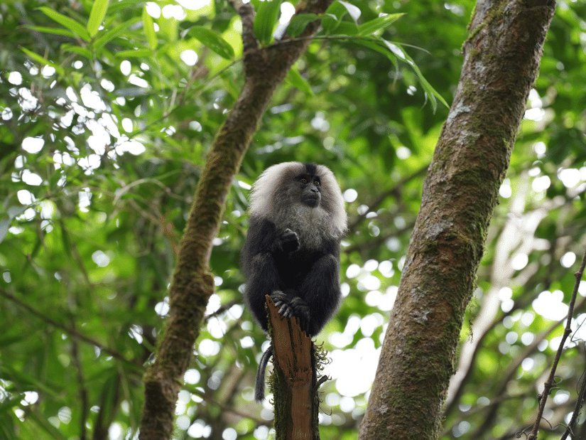 Lion-tailed macaque sitting on a broken tree trunk between two trees, surrounded by leaves and branches in a forest canopy, with tail hanging down and looking to one side.