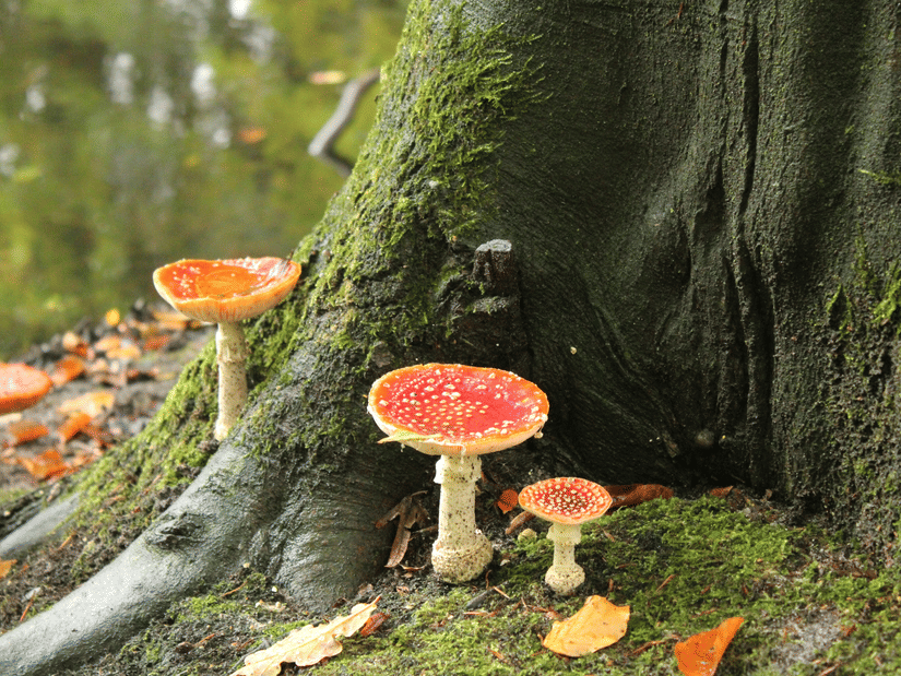 Vibrant red toadstools with white spots grow at the base of a moss-covered tree trunk in a leafy woodland setting.