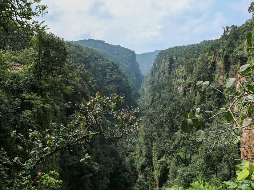 A deep, dramatic valley carved through a dense, verdant forest under a pale sky, with steep tree-covered slopes.