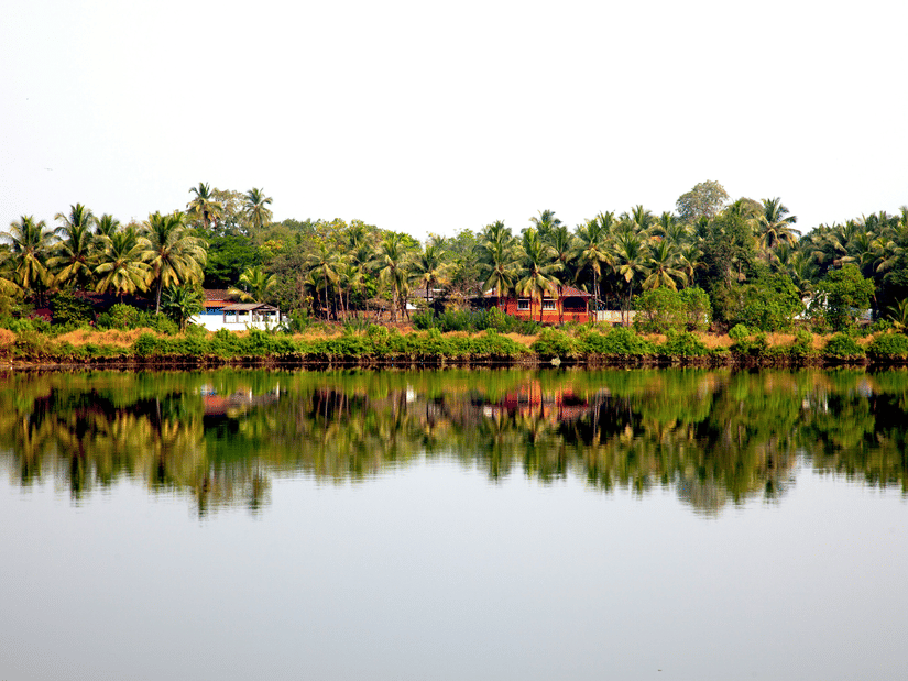 Calm lakeside landscape with still reflective water, lush palm trees, and greenery beneath a bright overcast tropical sky