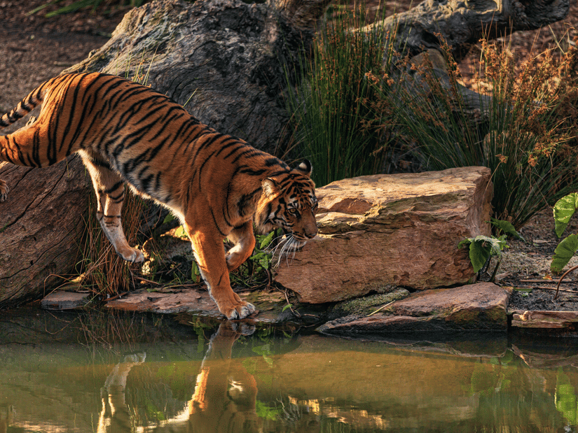 A tiger near a water stream