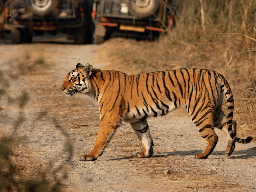 A Bengal Tiger crossing a trail on a sunny day
