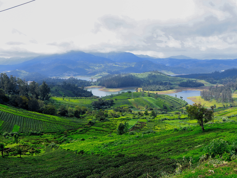 Lush tea plantation landscape in Ooty with rolling green hills, distant blue mountains, a lake, and cloudy skies across the surrounding countryside.