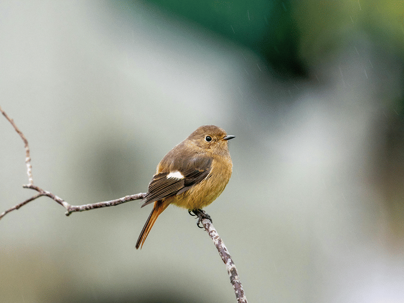 A small bird perched on a tiny tree branch while looking into the distance with the background blurred.