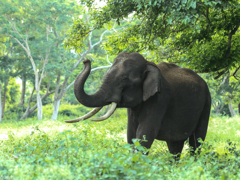 An elephant standing in a grassy forest area with trees and plants around it.