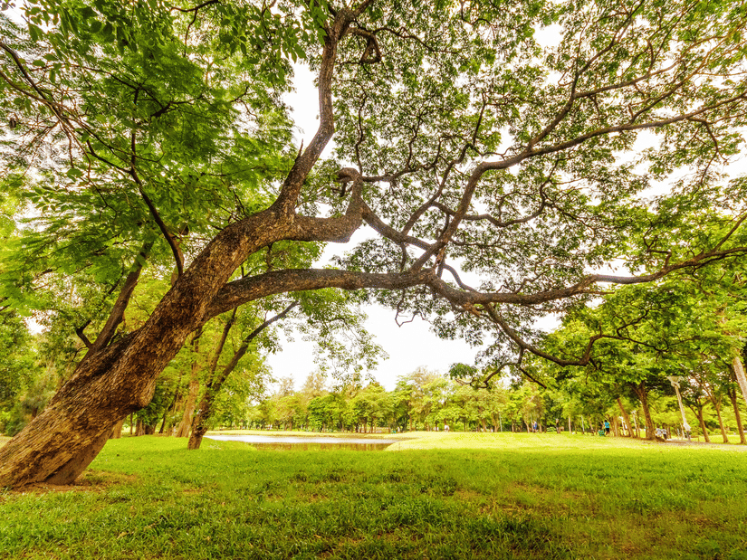 A wide-angle shot of a massive, ancient tree with sprawling branches overhanging a lush green lawn.