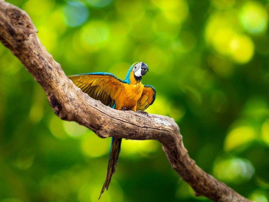 bird park esselworld,  a picture of blue and yellow macaw