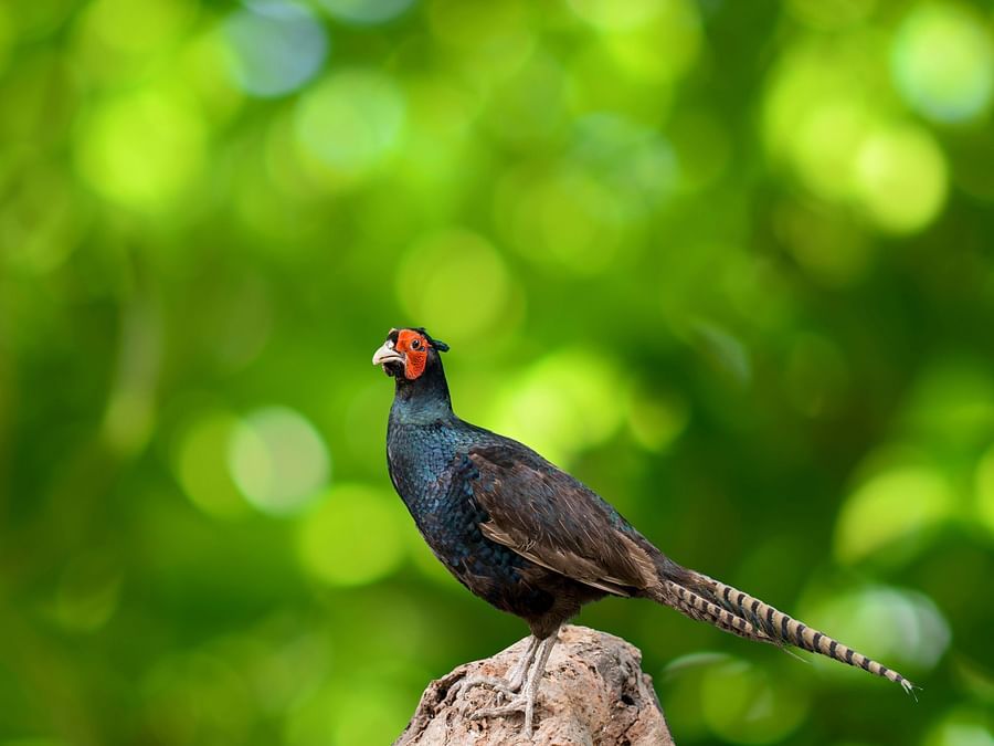 bird park esselworld picture of cape glossy starling
