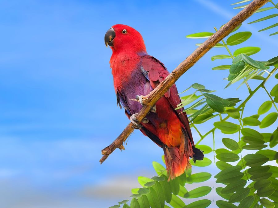 bird park esselworld picture of chattering lory