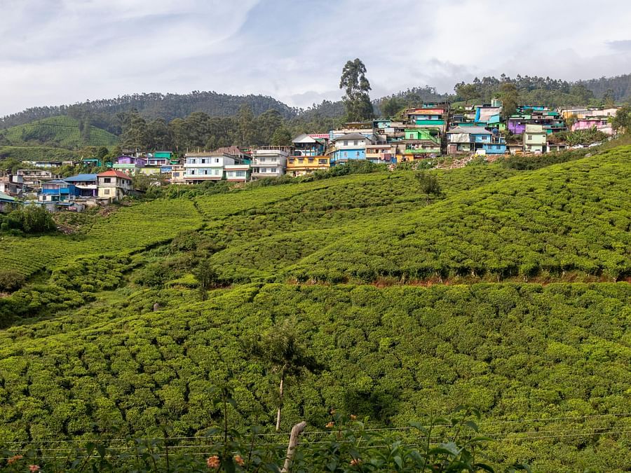 Image of a tea garden during a bright sunny day with houses visible at a distance.