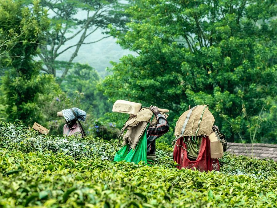 3 women picking tea leaves from tea plantation with trees in the background.